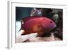 Red Grouper-manchu-Framed Photographic Print