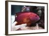 Red Grouper-manchu-Framed Photographic Print