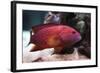 Red Grouper-manchu-Framed Photographic Print