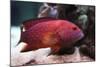 Red Grouper-manchu-Mounted Photographic Print