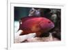 Red Grouper-manchu-Framed Photographic Print