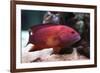 Red Grouper-manchu-Framed Photographic Print