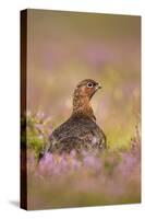 Red Grouse Amongst Heather in Early Morning Sunshine-null-Stretched Canvas