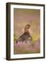 Red Grouse Amongst Heather in Early Morning Sunshine-null-Framed Photographic Print