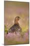 Red Grouse Amongst Heather in Early Morning Sunshine-null-Mounted Photographic Print