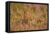 Red Grouse Amongst Heather-null-Framed Stretched Canvas