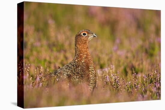 Red Grouse Amongst Heather-null-Stretched Canvas