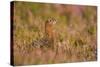 Red Grouse Amongst Heather-null-Stretched Canvas