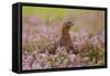 Red Grouse Amongst Heather-null-Framed Stretched Canvas