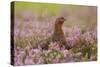 Red Grouse Amongst Heather-null-Stretched Canvas