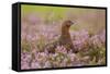 Red Grouse Amongst Heather-null-Framed Stretched Canvas