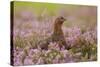 Red Grouse Amongst Heather-null-Stretched Canvas