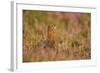 Red Grouse Amongst Heather-null-Framed Photographic Print