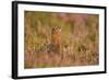 Red Grouse Amongst Heather-null-Framed Photographic Print