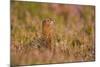 Red Grouse Amongst Heather-null-Mounted Photographic Print