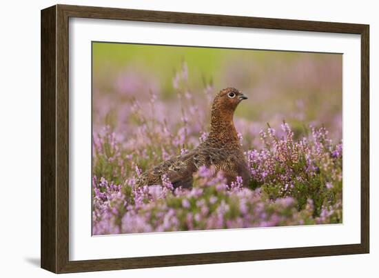 Red Grouse Amongst Heather-null-Framed Photographic Print
