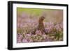 Red Grouse Amongst Heather-null-Framed Photographic Print