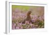 Red Grouse Amongst Heather-null-Framed Photographic Print