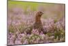 Red Grouse Amongst Heather-null-Mounted Photographic Print