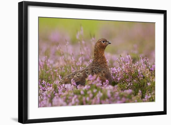 Red Grouse Amongst Heather-null-Framed Photographic Print