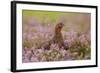 Red Grouse Amongst Heather-null-Framed Photographic Print