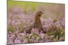 Red Grouse Amongst Heather-null-Mounted Photographic Print