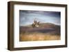 Red grouse in flight over moorland, Yorkshire, UK-Ben Hall-Framed Photographic Print