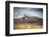 Red grouse in flight over moorland, Yorkshire, UK-Ben Hall-Framed Photographic Print