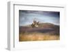 Red grouse in flight over moorland, Yorkshire, UK-Ben Hall-Framed Photographic Print