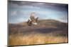 Red grouse in flight over moorland, Yorkshire, UK-Ben Hall-Mounted Photographic Print