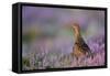 Red Grouse in Pink and Purple Heather-null-Framed Stretched Canvas