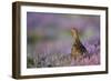 Red Grouse in Pink and Purple Heather-null-Framed Photographic Print