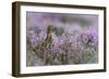 Red grouse in the heather, Scotland, United Kingdom, Europe-Karen Deakin-Framed Photographic Print