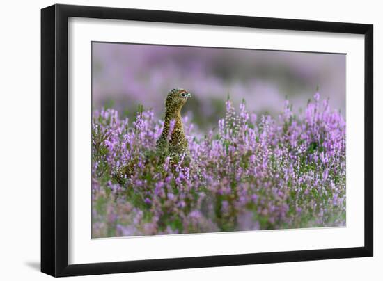 Red grouse in the heather, Scotland, United Kingdom, Europe-Karen Deakin-Framed Photographic Print