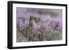 Red grouse in the heather, Scotland, United Kingdom, Europe-Karen Deakin-Framed Photographic Print