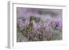 Red grouse in the heather, Scotland, United Kingdom, Europe-Karen Deakin-Framed Photographic Print