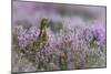 Red grouse in the heather, Scotland, United Kingdom, Europe-Karen Deakin-Mounted Photographic Print