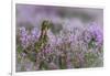 Red grouse in the heather, Scotland, United Kingdom, Europe-Karen Deakin-Framed Photographic Print