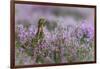 Red grouse in the heather, Scotland, United Kingdom, Europe-Karen Deakin-Framed Photographic Print