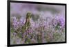 Red grouse in the heather, Scotland, United Kingdom, Europe-Karen Deakin-Framed Photographic Print