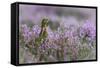 Red grouse in the heather, Scotland, United Kingdom, Europe-Karen Deakin-Framed Stretched Canvas