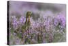 Red grouse in the heather, Scotland, United Kingdom, Europe-Karen Deakin-Stretched Canvas