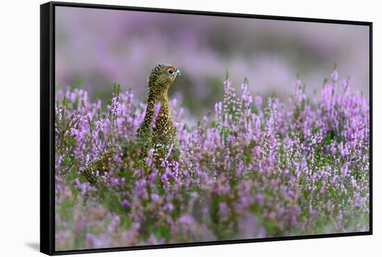 Red grouse in the heather, Scotland, United Kingdom, Europe-Karen Deakin-Framed Stretched Canvas