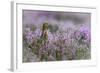 Red grouse in the heather, Scotland, United Kingdom, Europe-Karen Deakin-Framed Photographic Print