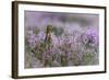 Red grouse in the heather, Scotland, United Kingdom, Europe-Karen Deakin-Framed Photographic Print