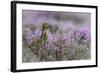 Red grouse in the heather, Scotland, United Kingdom, Europe-Karen Deakin-Framed Photographic Print