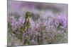 Red grouse in the heather, Scotland, United Kingdom, Europe-Karen Deakin-Mounted Photographic Print