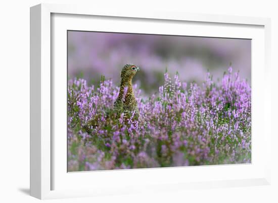 Red grouse in the heather, Scotland, United Kingdom, Europe-Karen Deakin-Framed Premium Photographic Print