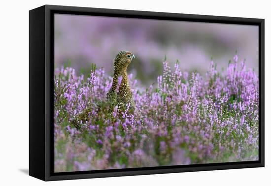Red grouse in the heather, Scotland, United Kingdom, Europe-Karen Deakin-Framed Stretched Canvas