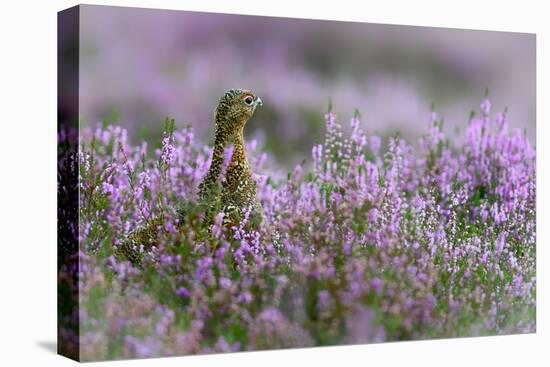 Red grouse in the heather, Scotland, United Kingdom, Europe-Karen Deakin-Stretched Canvas